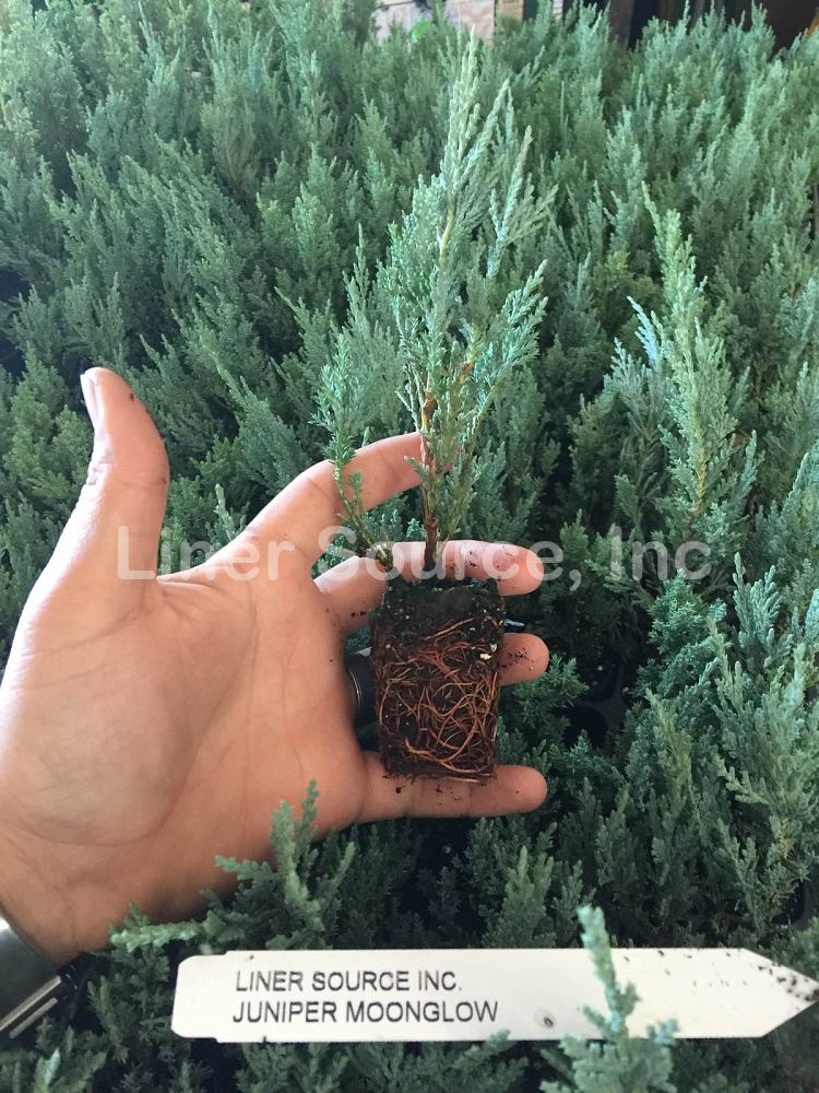 juniperus-scopulorum-moonglow-rocky-mountain-juniper