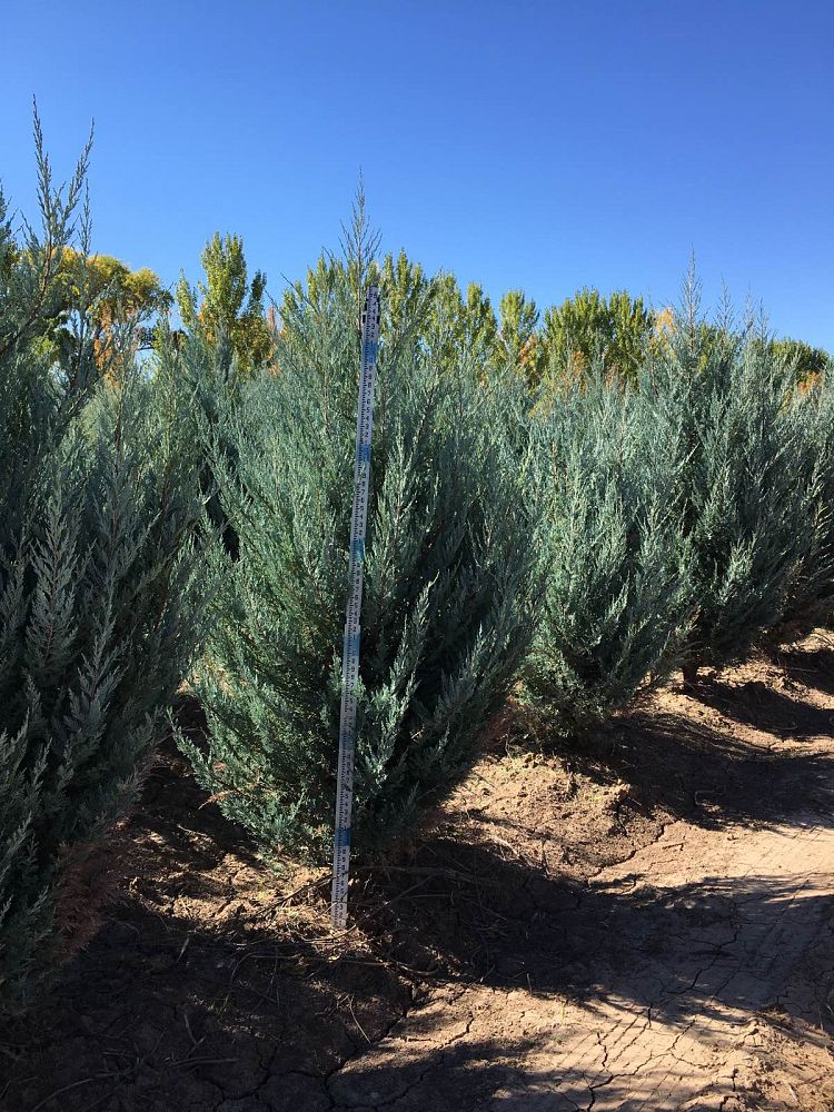 juniperus-scopulorum-moonglow-rocky-mountain-juniper