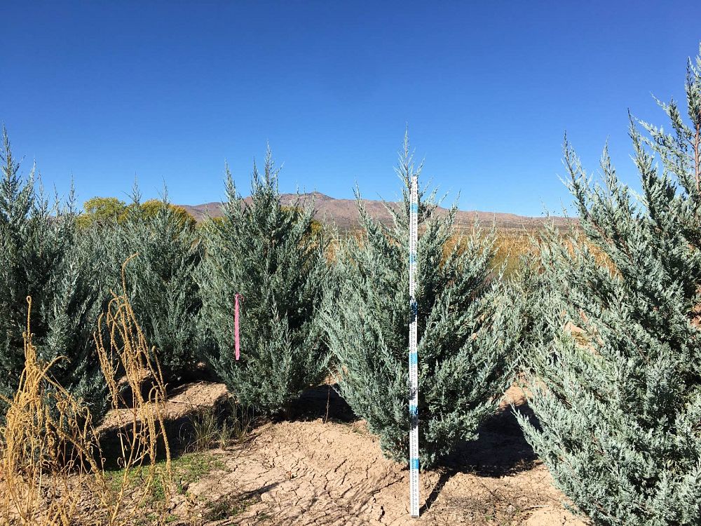 juniperus-scopulorum-moonglow-rocky-mountain-juniper