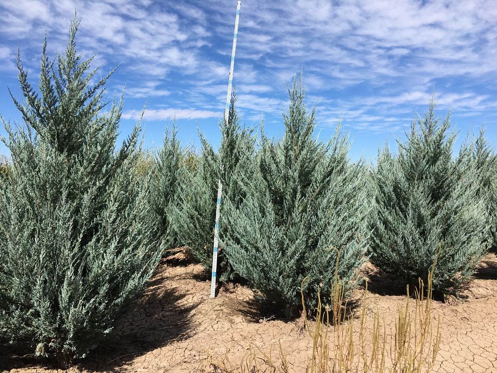 juniperus-scopulorum-moonglow-rocky-mountain-juniper