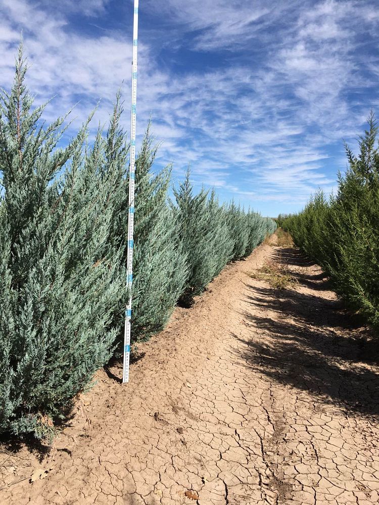 juniperus-scopulorum-moonglow-rocky-mountain-juniper
