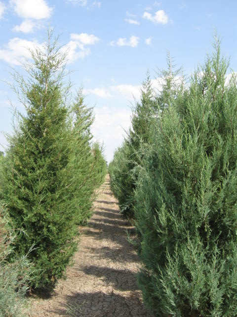 juniperus-scopulorum-rocky-mountain-juniper