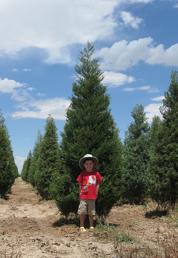 juniperus-scopulorum-rocky-mountain-juniper