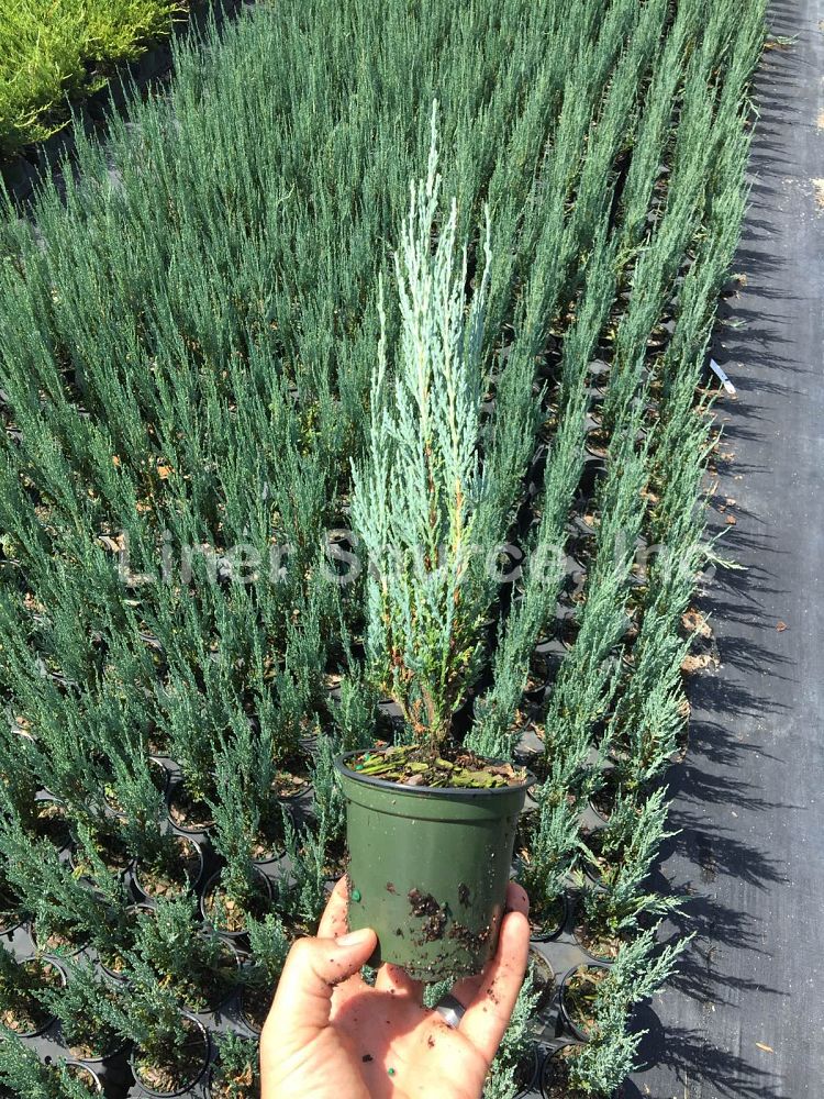 juniperus-scopulorum-skyrocket-rocky-mountain-juniper