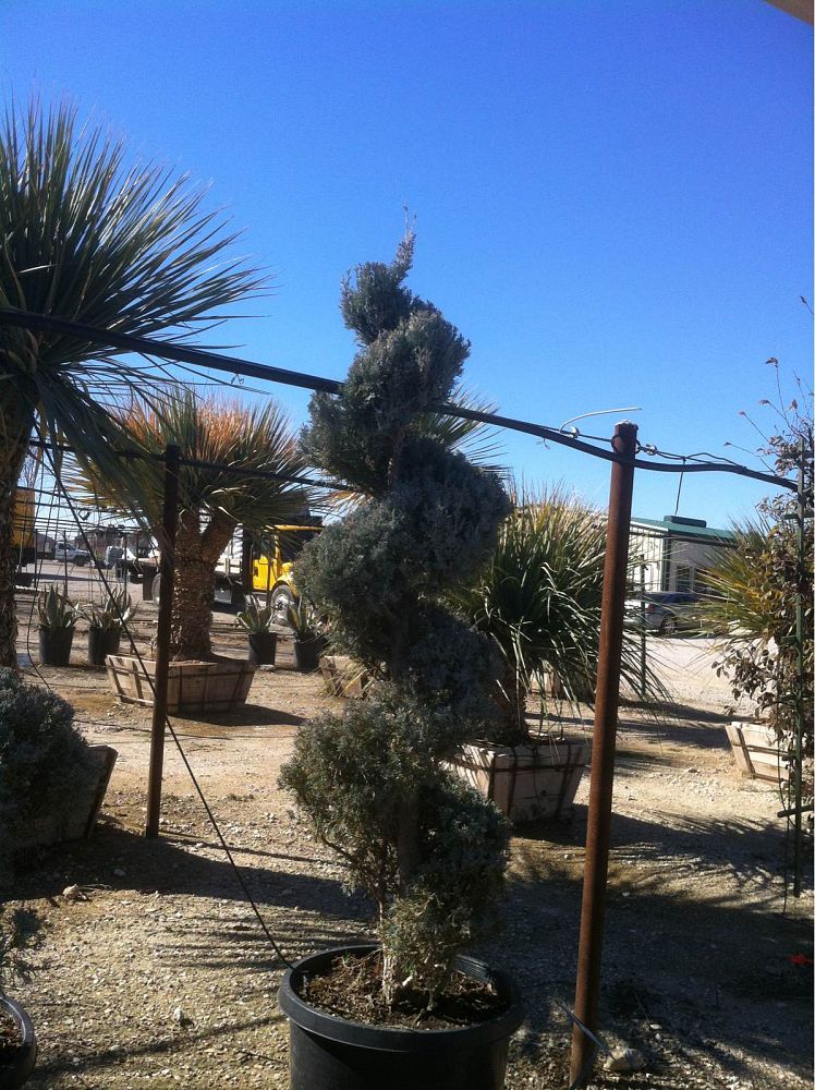 juniperus-scopulorum-wichita-blue-rocky-mountain-juniper