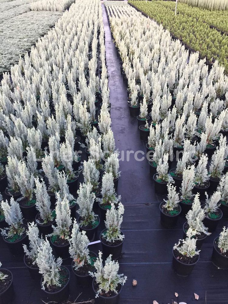 juniperus-scopulorum-wichita-blue-rocky-mountain-juniper