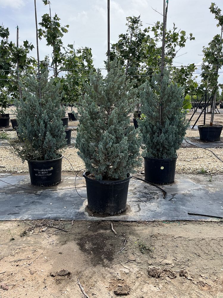 juniperus-scopulorum-wichita-blue-rocky-mountain-juniper