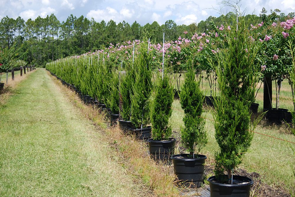 juniperus-silicicola-brodie-southern-red-cedar