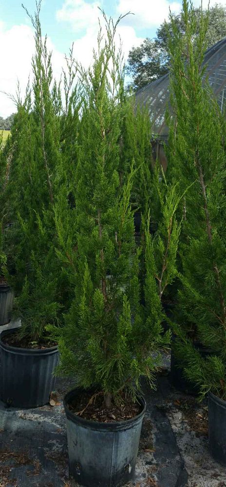 juniperus-silicicola-brodie-southern-red-cedar
