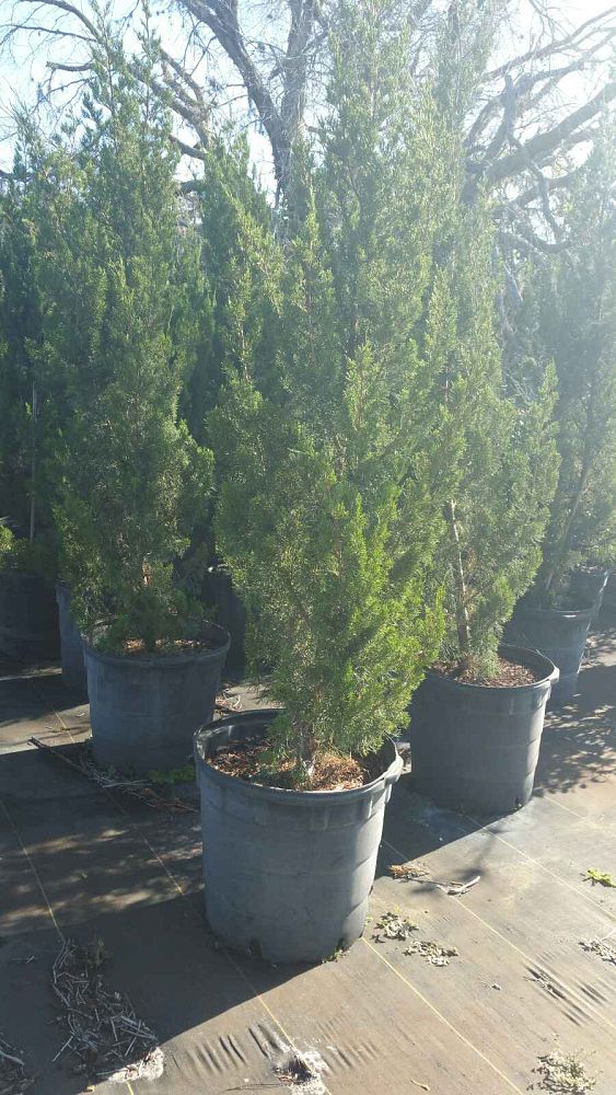 juniperus-silicicola-brodie-southern-red-cedar