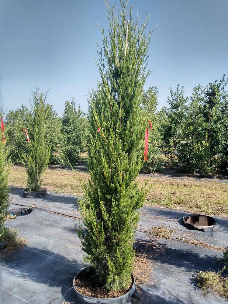 juniperus-silicicola-brodie-southern-red-cedar