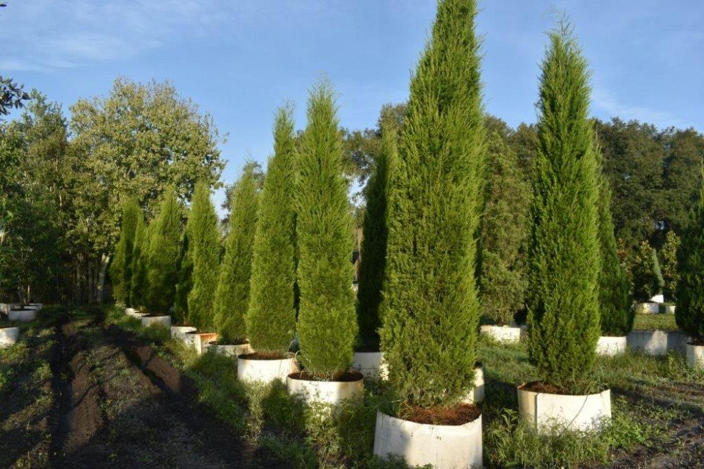 juniperus-silicicola-brodie-southern-red-cedar