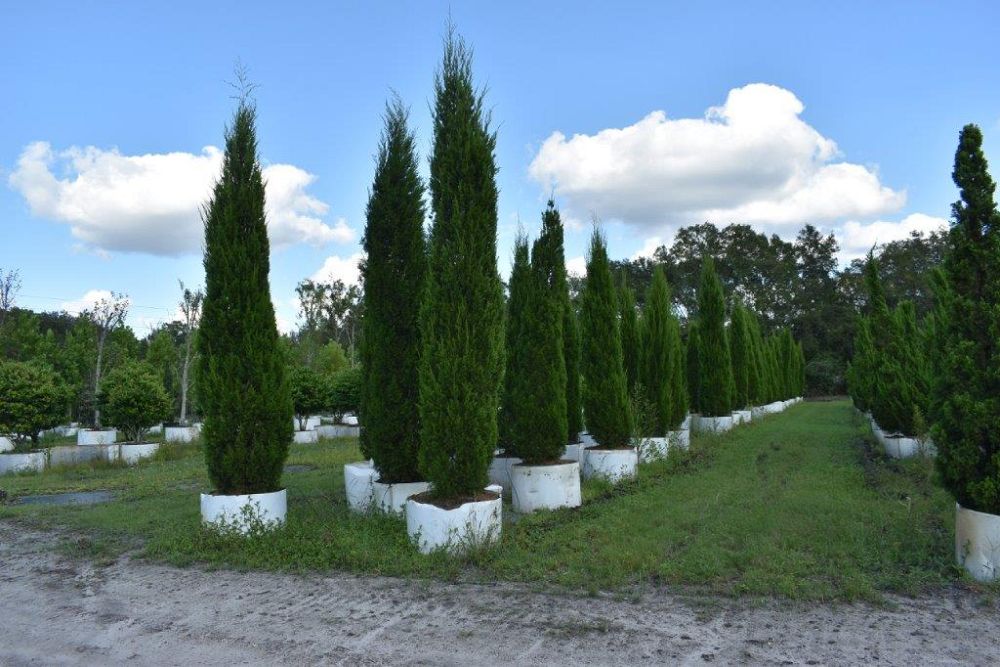 juniperus-silicicola-brodie-southern-red-cedar