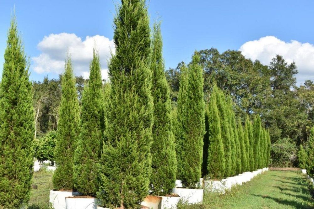 juniperus-silicicola-brodie-southern-red-cedar