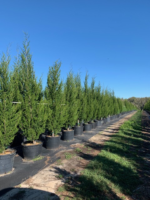 juniperus-silicicola-brodie-southern-red-cedar