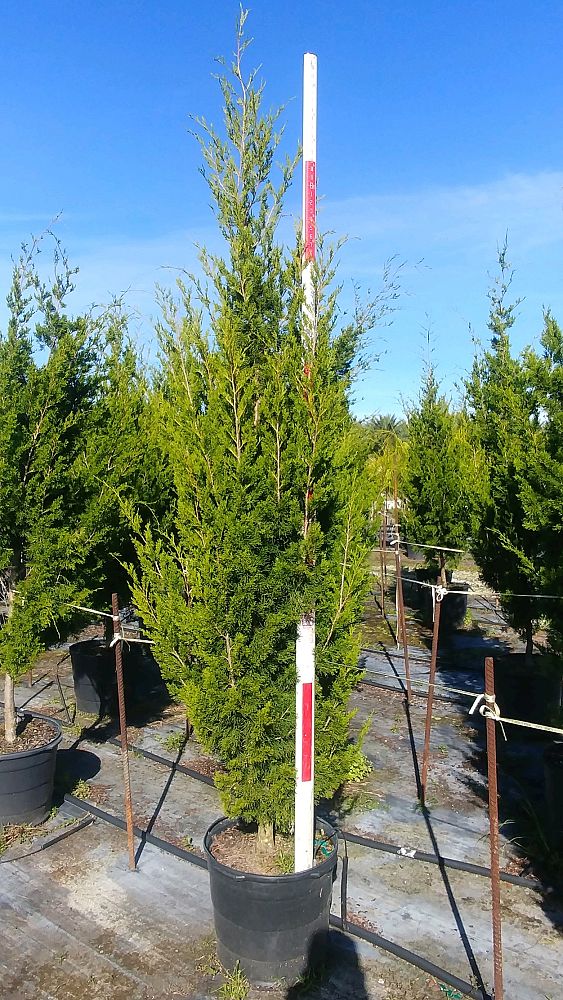 juniperus-silicicola-brodie-southern-red-cedar