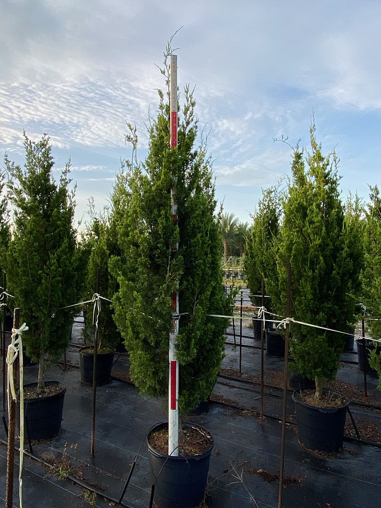 juniperus-silicicola-brodie-southern-red-cedar