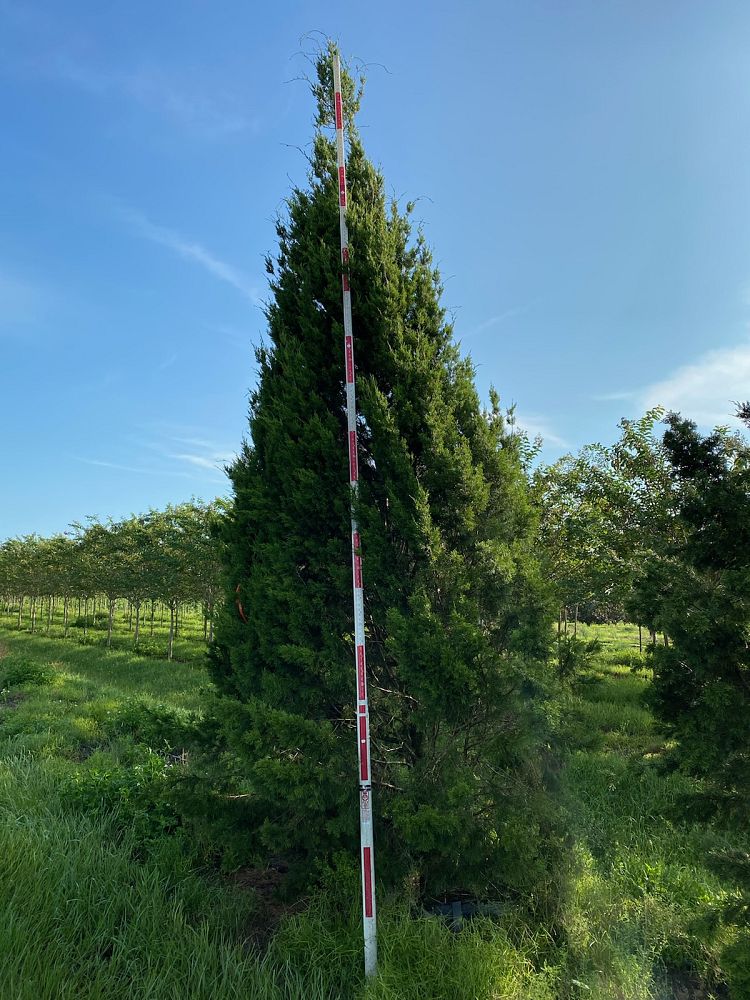 juniperus-silicicola-brodie-southern-red-cedar