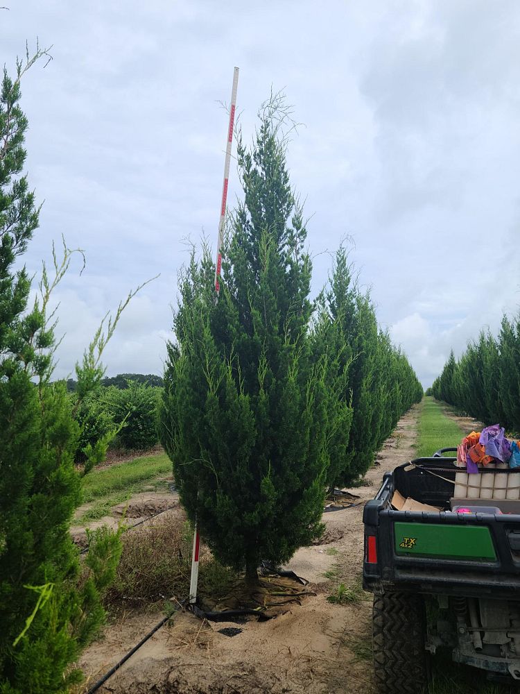 juniperus-silicicola-brodie-southern-red-cedar
