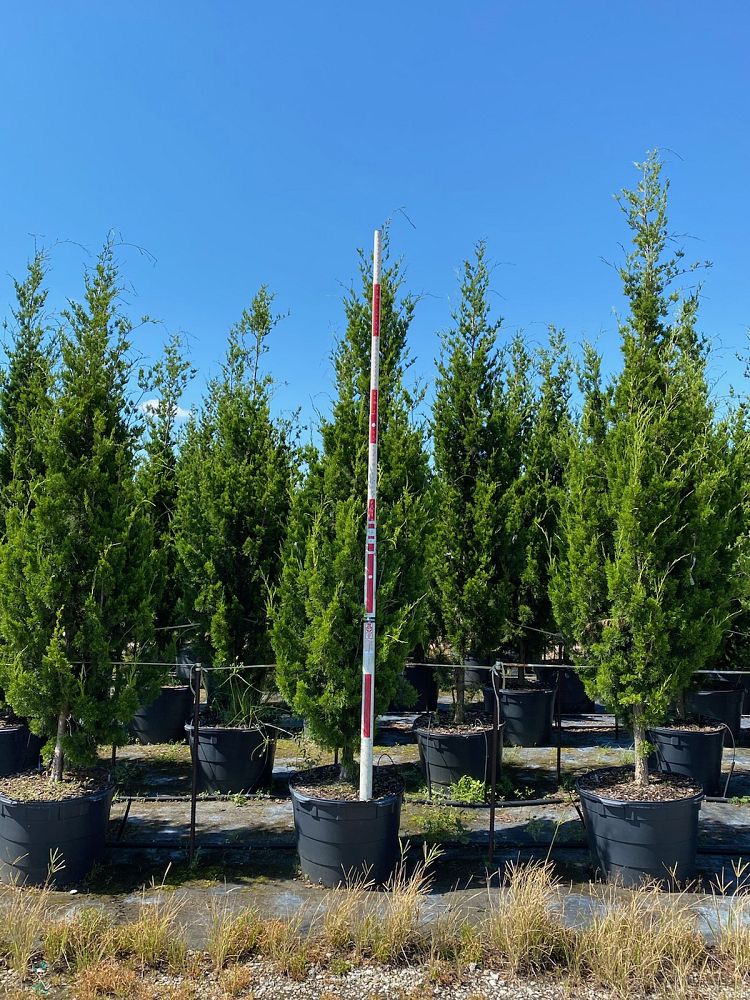 juniperus-silicicola-brodie-southern-red-cedar