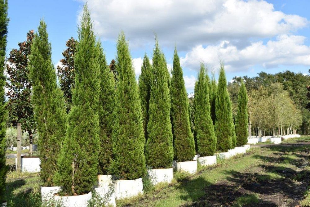 juniperus-silicicola-brodie-southern-red-cedar