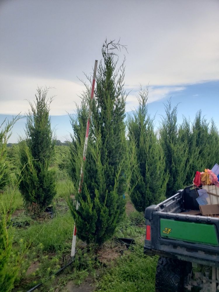 juniperus-silicicola-brodie-southern-red-cedar