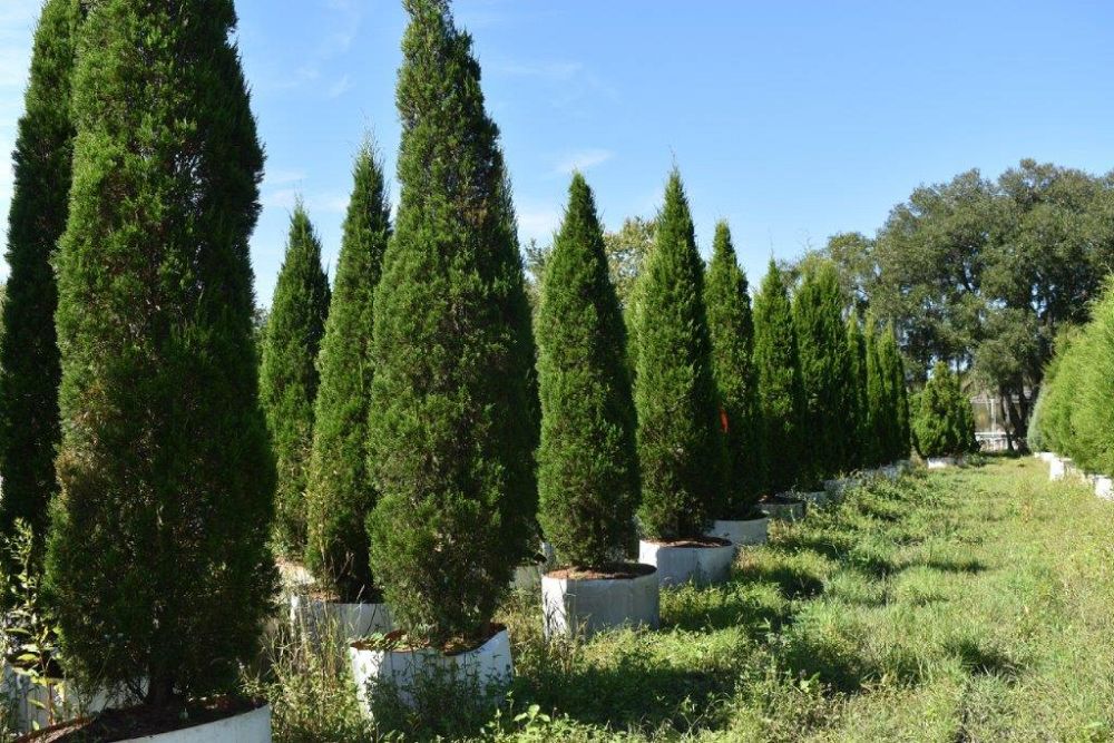 juniperus-silicicola-brodie-southern-red-cedar