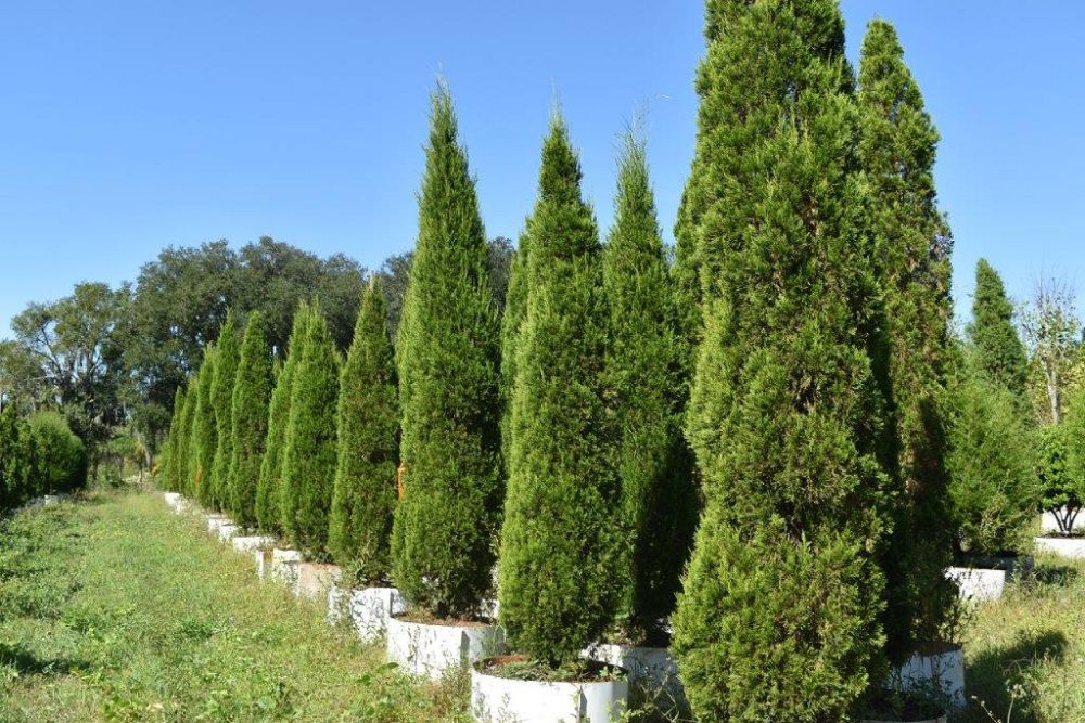 juniperus-silicicola-brodie-southern-red-cedar