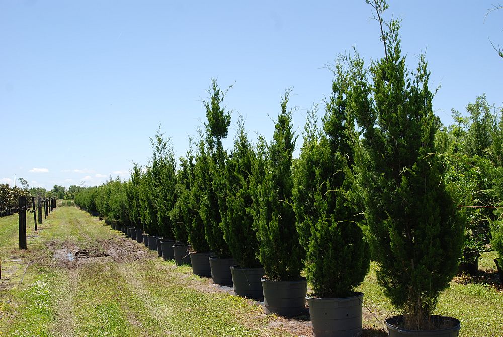 juniperus-silicicola-brodie-southern-red-cedar