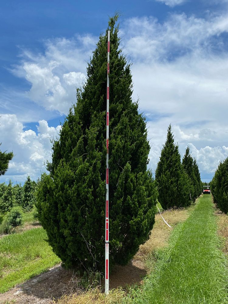 juniperus-silicicola-brodie-southern-red-cedar