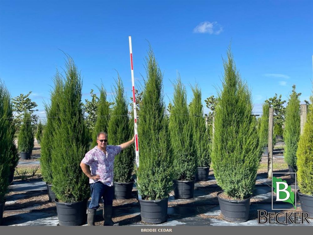 juniperus-silicicola-brodie-southern-red-cedar