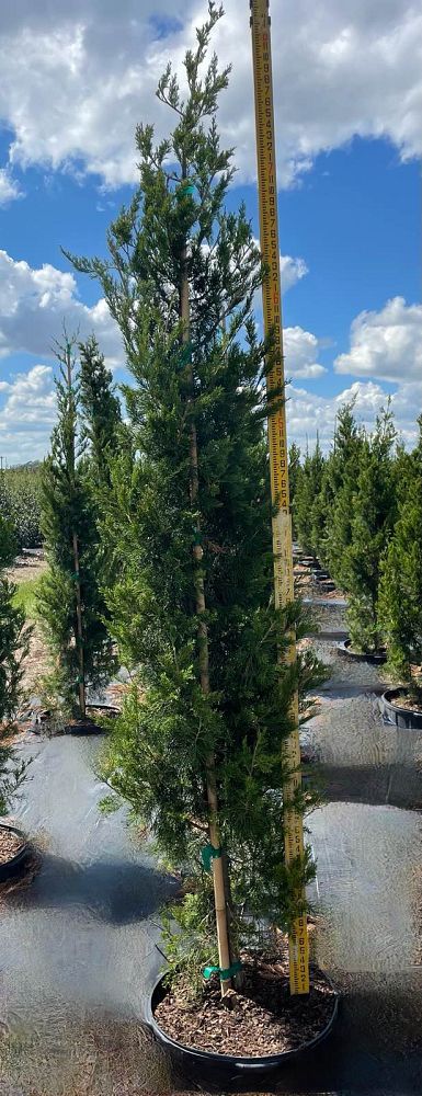 juniperus-silicicola-brodie-southern-red-cedar