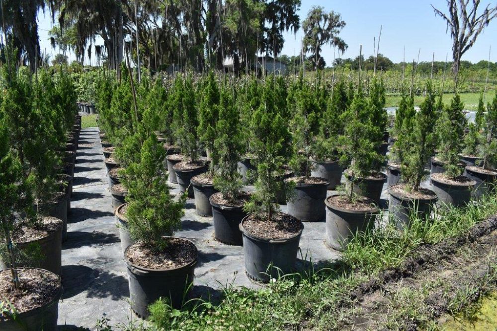juniperus-silicicola-brodie-southern-red-cedar