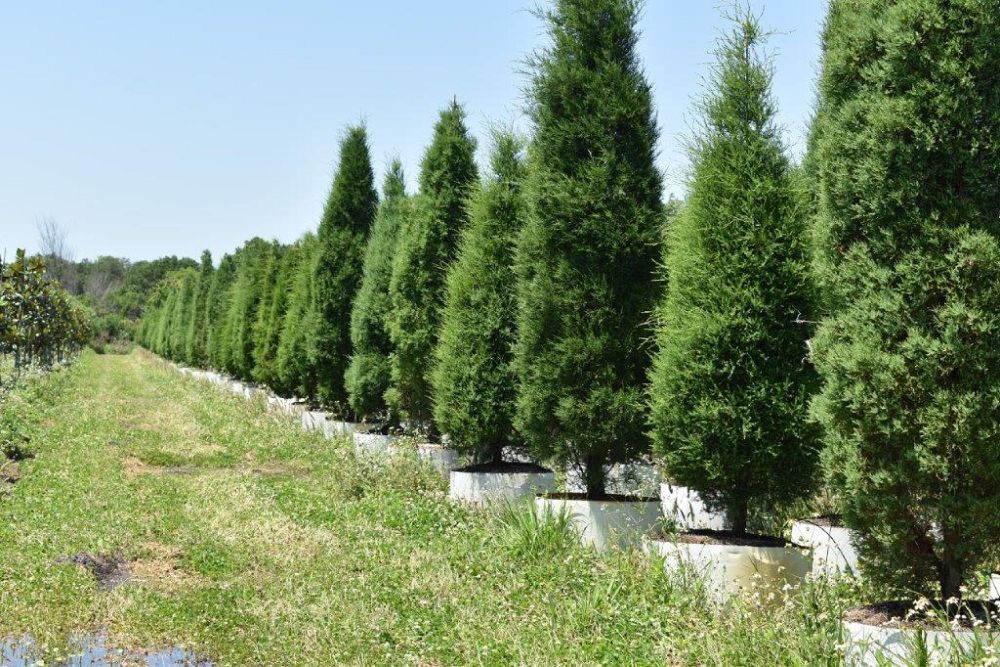 juniperus-silicicola-brodie-southern-red-cedar