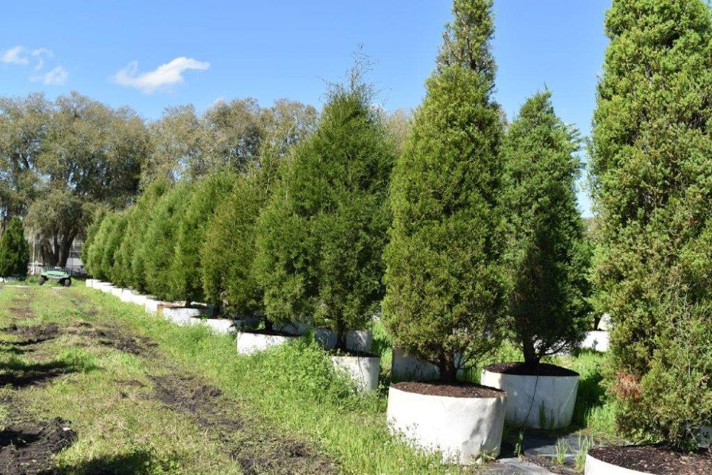 juniperus-silicicola-brodie-southern-red-cedar