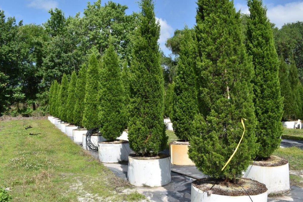 juniperus-silicicola-brodie-southern-red-cedar