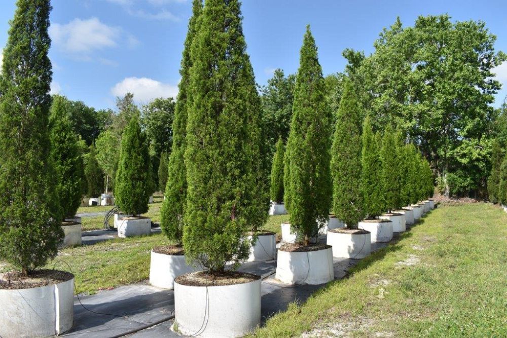 juniperus-silicicola-brodie-southern-red-cedar