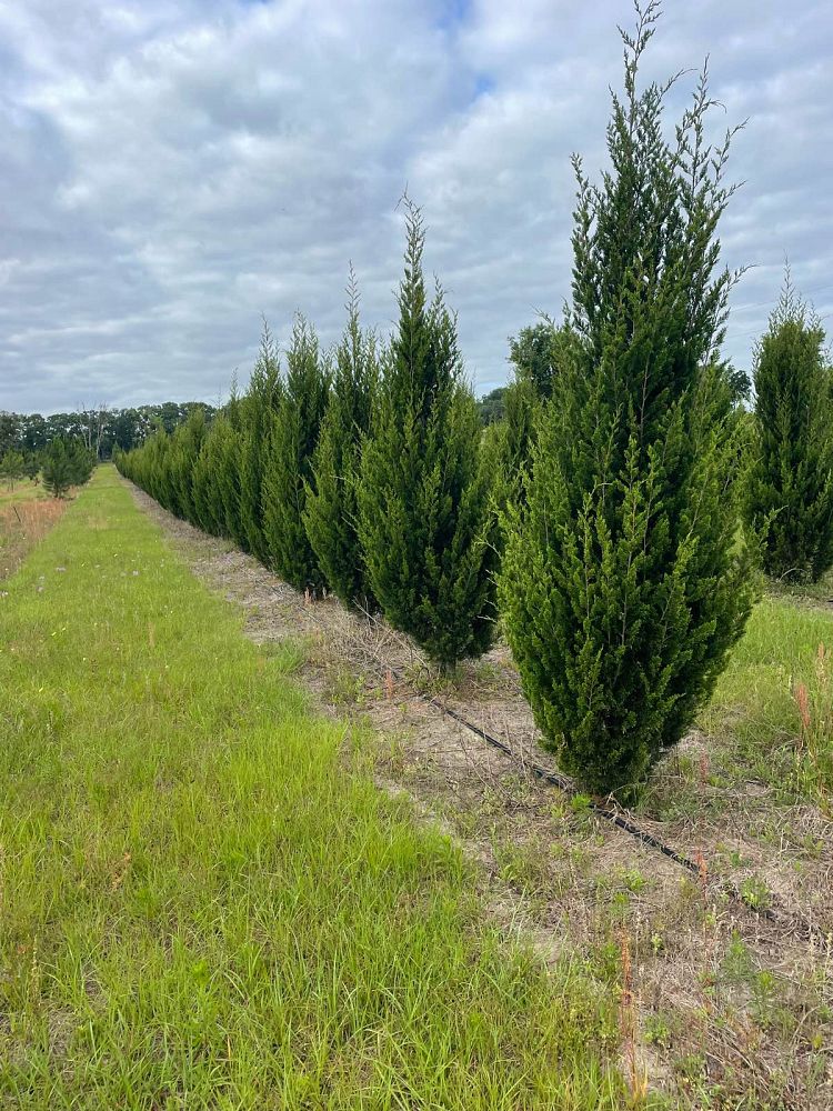 juniperus-silicicola-brodie-southern-red-cedar