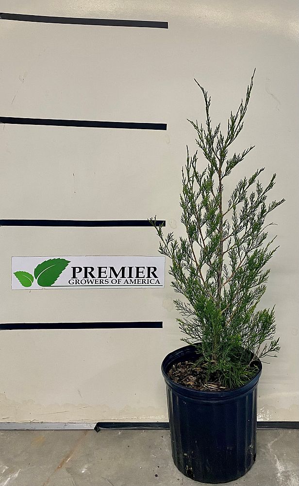 juniperus-silicicola-brodie-southern-red-cedar