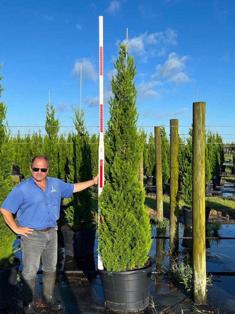 juniperus-silicicola-brodie-southern-red-cedar