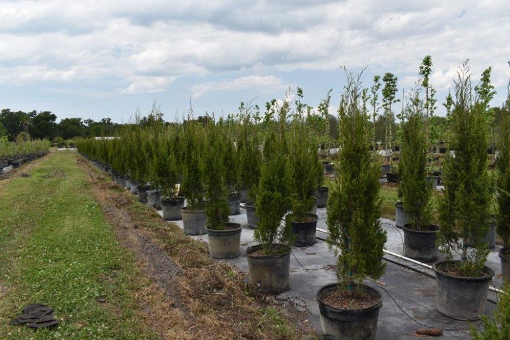 juniperus-silicicola-brodie-southern-red-cedar
