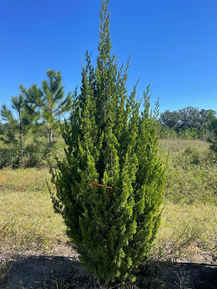 juniperus-silicicola-brodie-southern-red-cedar