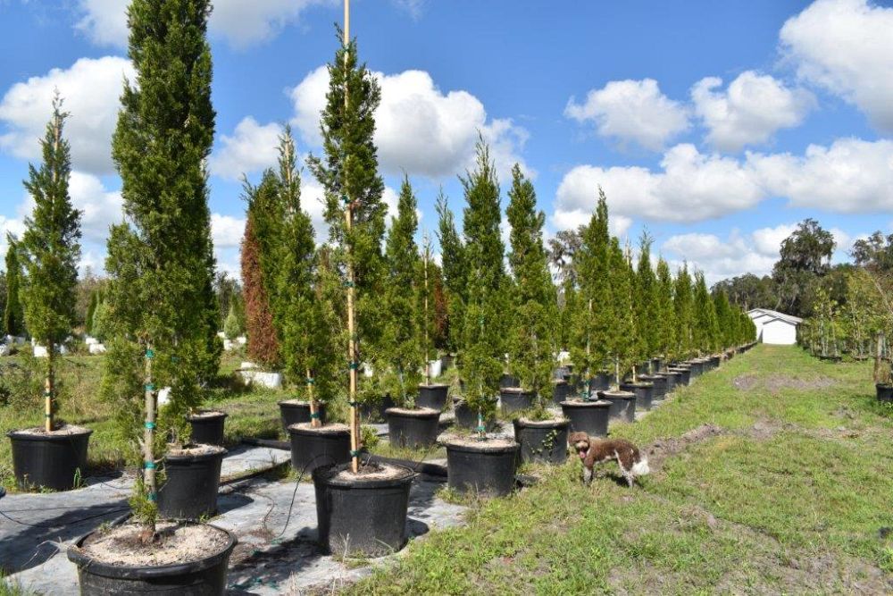 juniperus-silicicola-brodie-southern-red-cedar