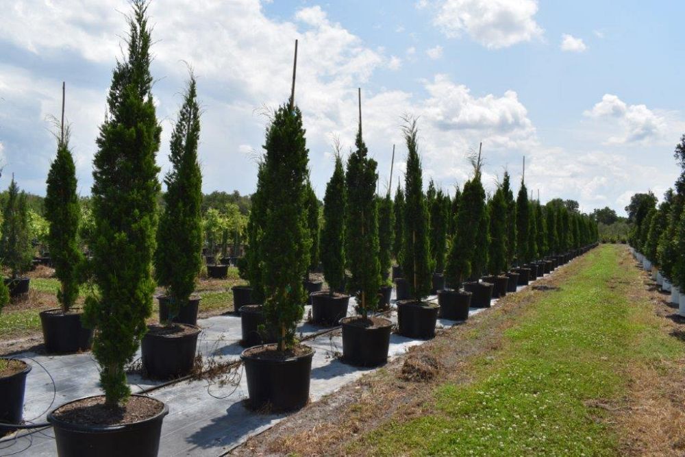 juniperus-silicicola-brodie-southern-red-cedar