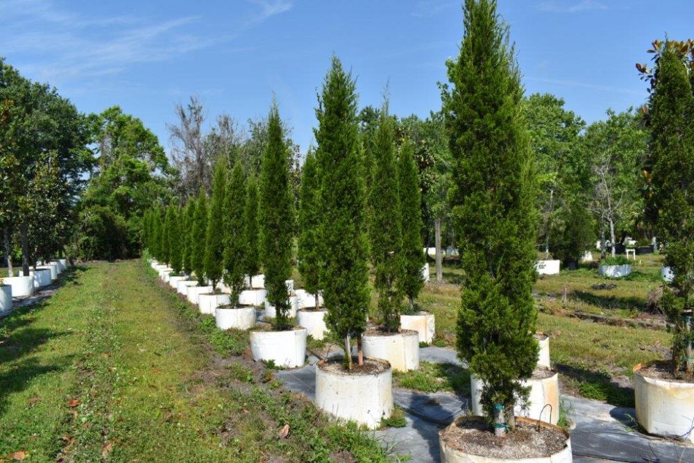 juniperus-silicicola-brodie-southern-red-cedar