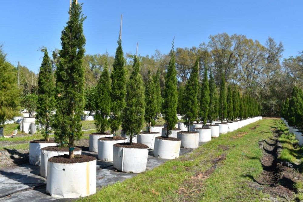 juniperus-silicicola-brodie-southern-red-cedar
