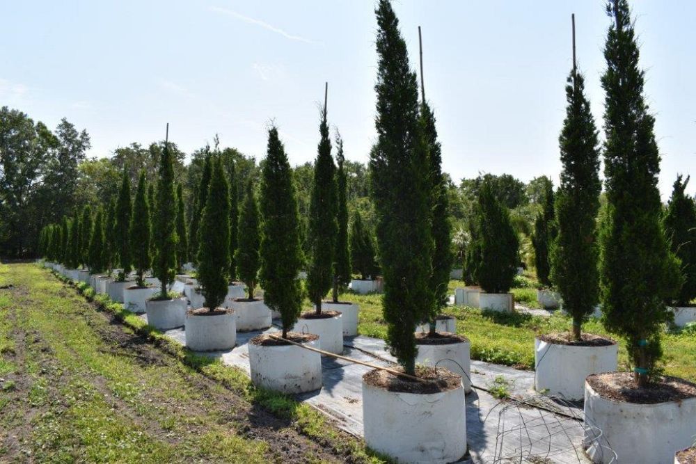 juniperus-silicicola-brodie-southern-red-cedar