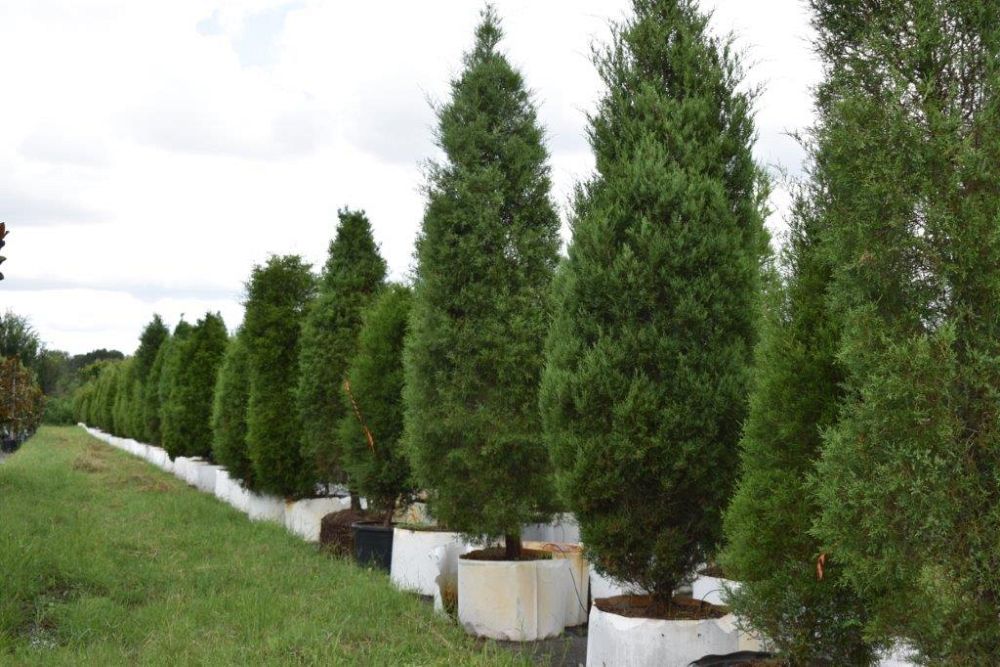 juniperus-silicicola-brodie-southern-red-cedar