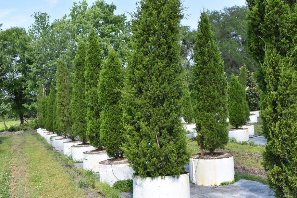 juniperus-silicicola-brodie-southern-red-cedar