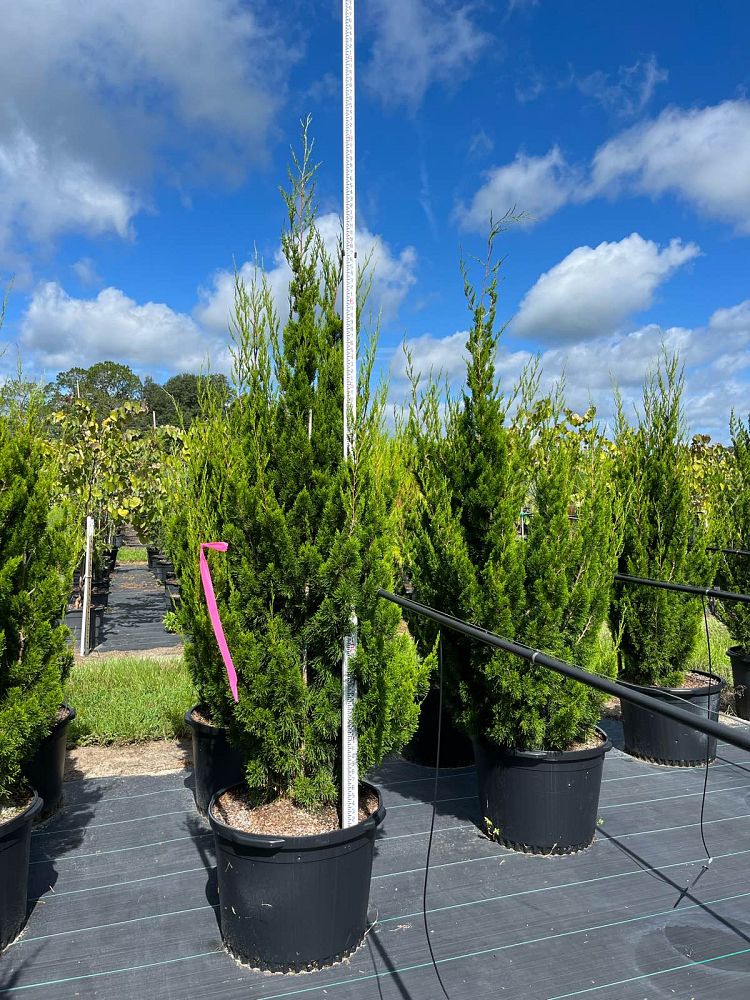 juniperus-silicicola-brodie-southern-red-cedar